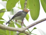Ashy Tailorbird